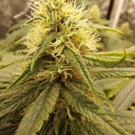 SavageBuds420