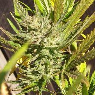 1stTimeGrower2019