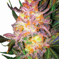 leafsome