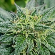 pnw_home_grown