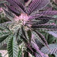 KindBud4208i
