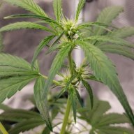 DrGreenThumb0420