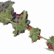 Growdom
