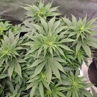 Tyoung420