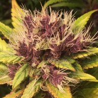 Weedplug1