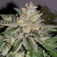 Indica808