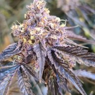 GorillaCanna