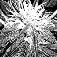 Budd