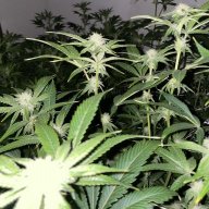 Booz420
