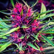Luv2grow81
