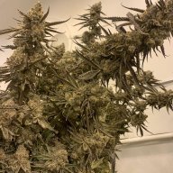 BasementFarmer