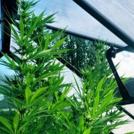reefer20