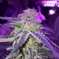 Tvm420