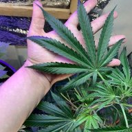 Joel420