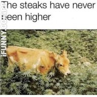 AutoHead420