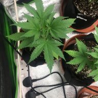 Homegrownplease