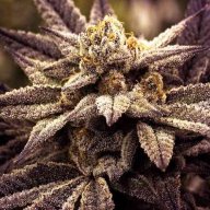 Topnug209