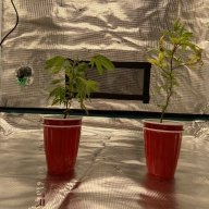 DrGreenThumb905