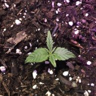 abmgrow