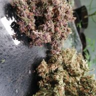 Bloempapi