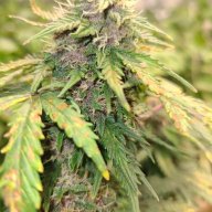 Pottscreekweedfarmer