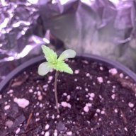 Americajuana