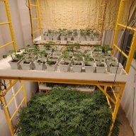 HarleySweetLeafGrowHouse
