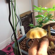 Etherterps