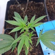 Uk.20.