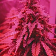 bluntforce75