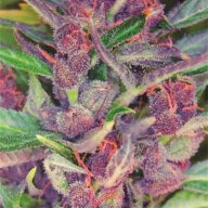 DutchKills