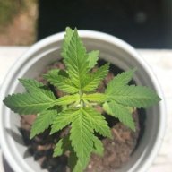 paigespurpleweed