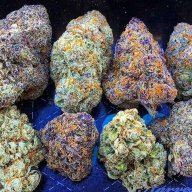 topcalistrains