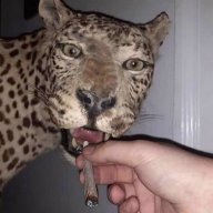 Lisi12