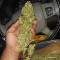 ExoticTerps