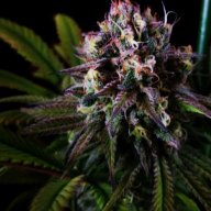 OrgAnicAllTheWaY