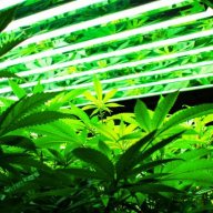 TwistedOgKush420