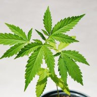 plantlover84