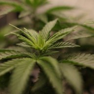 cannaluvme