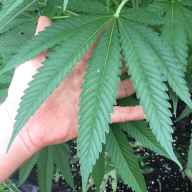 Islandthc