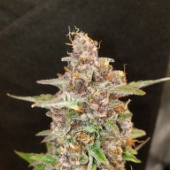 TheRookiewiththeCookies