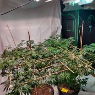 BeardedGuyGrows