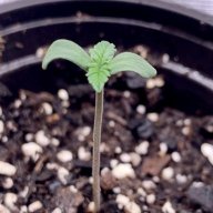Cannaleaf9