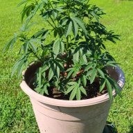 therealhempire