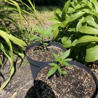 Herbalists