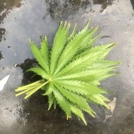 Shayanweed