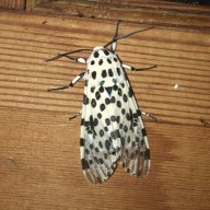 Mothman