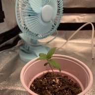 CannaNovice13