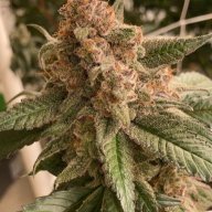 BackwoodsMT