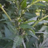 GrowStedyFlo